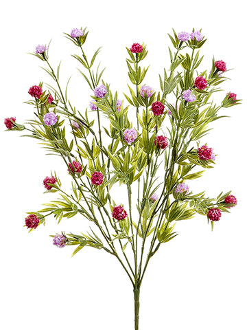 Lavender Rubrum