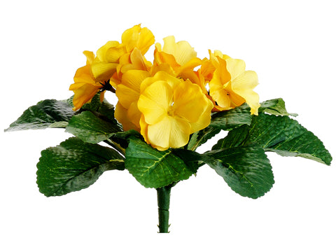 6" Primula Bush  Yellow (pack of 24)