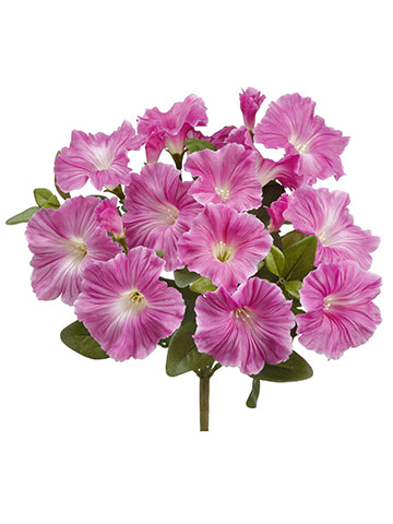 10.5" Petunia Bush  Beauty (pack of 12)