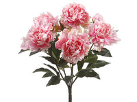 Pink Cream