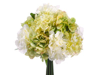 Cream Green