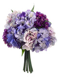 Purple Lavender
