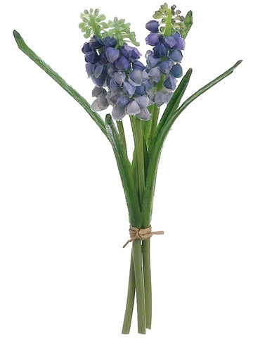 7" Muscari Bundle  Blue (pack of 12)
