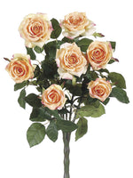 Apricot