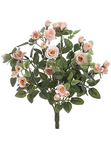 Cream Peach