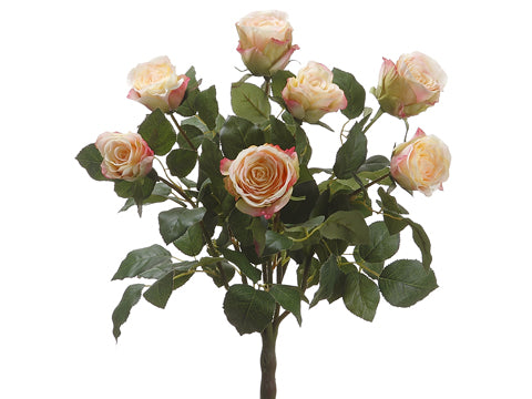 19" Ecuador Rose Bush x7  Pink Cream (pack of 6)