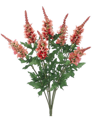 Coral