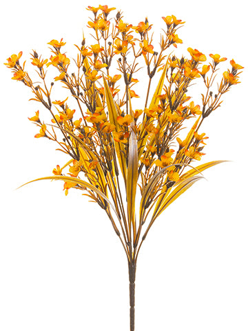 17" Waxflower Bush x9  Two Tone Flame (pack of 12)