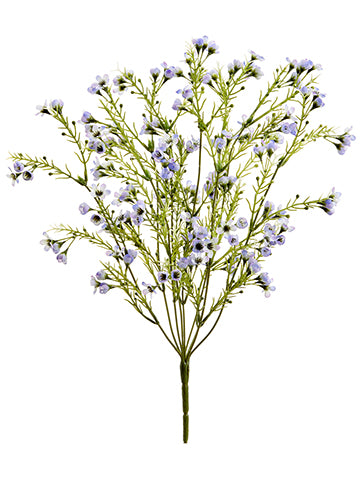 Lavender Purple
