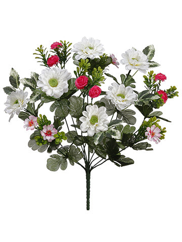 13" Aster Mum Mixed Bush  Cream Beauty (pack of 12)