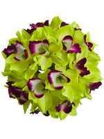 Green Burgundy