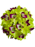 Green Burgundy