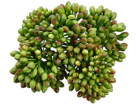 5" Berry Head x16  Dark Green (pack of 24)