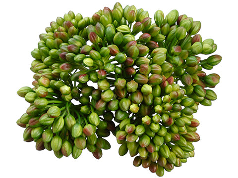 5" Berry Head x16  Dark Green (pack of 24)