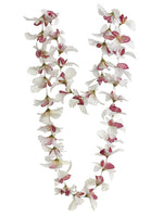 Cream Orchid
