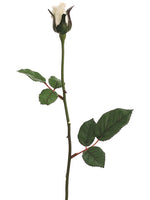 Vanilla