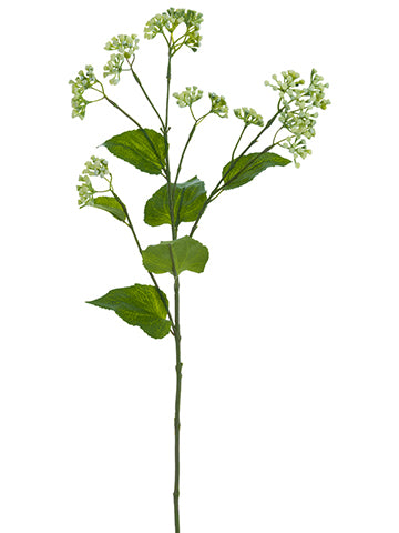 Cream Green