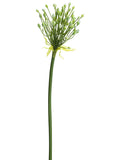 Cream Green