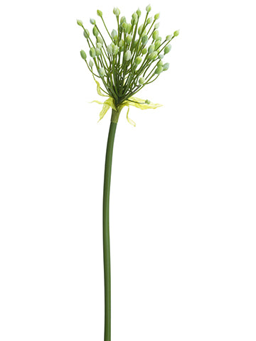 Cream Green
