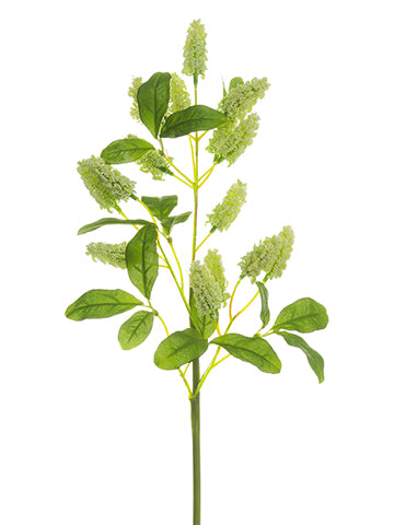 Cream Green
