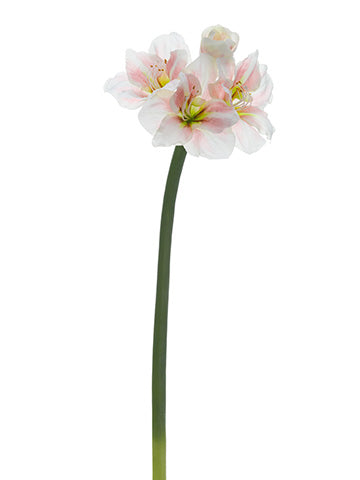 31" Amaryllis Spray  White Pink (pack of 12)