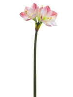 White Pink