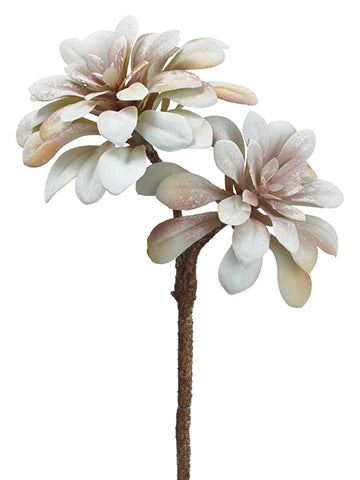 11" Aeonium Spray  Whitewashed Mauve (pack of 24)