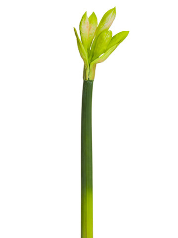 20.8" Amaryllis Bud Spray  Green Pink (pack of 12)
