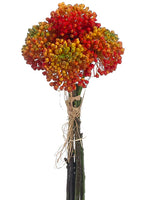 17" Allium Bundle x5  Flame Yellow (pack of 6)