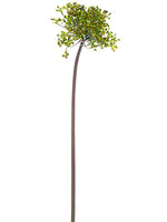 24" Allium Bud Spray  Two Tone Green (pack of 12)