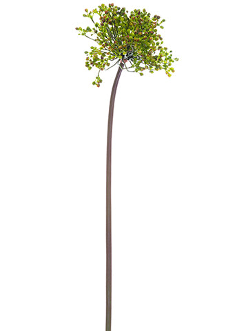 24" Allium Bud Spray  Two Tone Green (pack of 12)