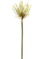 30" Spider Allium Spray  White (pack of 12)