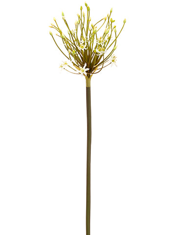 30" Spider Allium Spray  White (pack of 12)