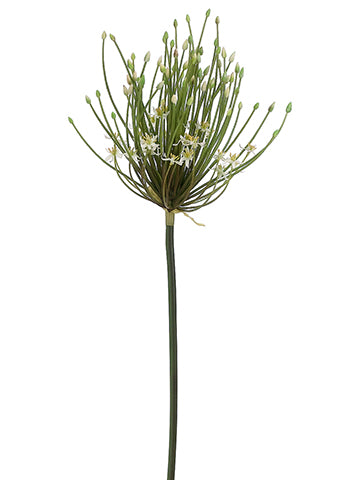 40" Spider Allium Spray  Cream (pack of 6)