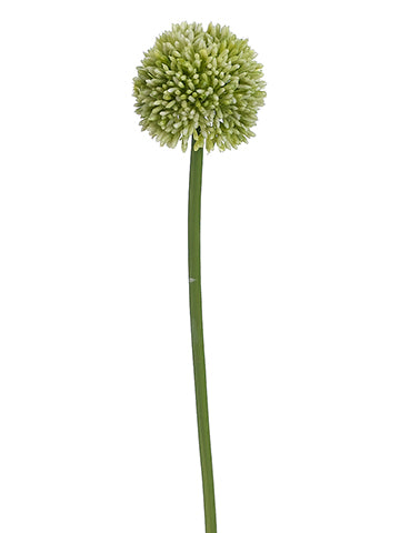 21" Allium Spray  Light Green (pack of 24)