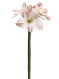 Pink Cream