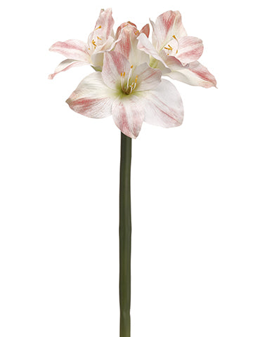 Pink Cream