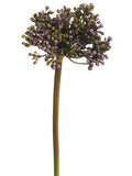 Lavender Green