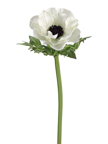 Cream Black