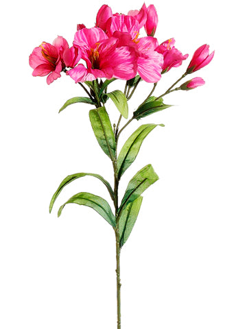 Fuchsia