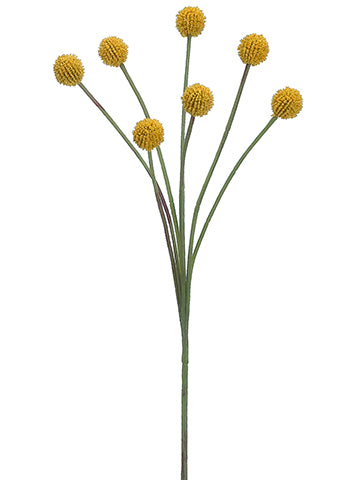 24" Billy Button Spray x7  Yellow (pack of 12)