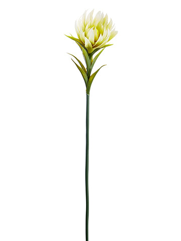 Cream Green