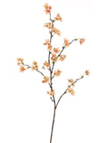 Apricot Peach