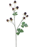 Two Tone Plum
