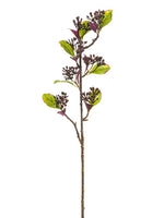 Plum