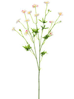 Cream Pink