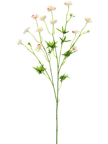 Cream Pink