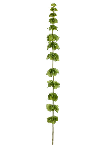 50" Bells of Ireland Spray  Green (pack of 12)