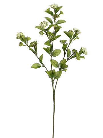 Cream Green