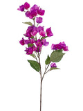 Purple Orchid